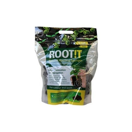 Root It Saco - propagation tacos