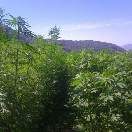 Santhica 27 - Plantas de cânhamo