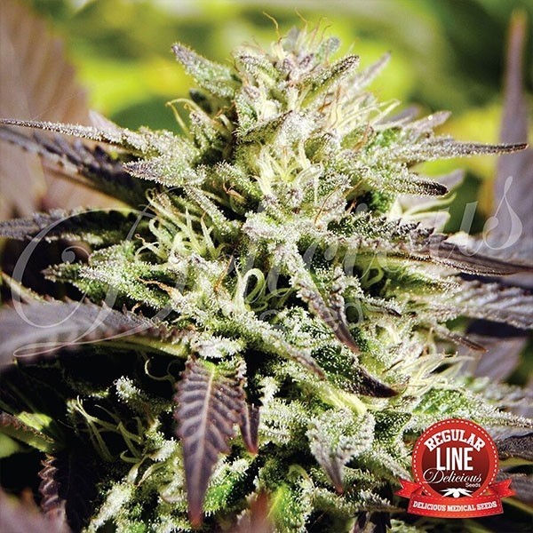 View Planta de maconha de caramelo regular