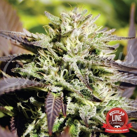Planta de maconha de caramelo regular