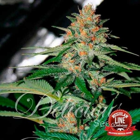 Delicioso doce Planta de maconha regular
