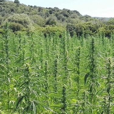 KC Plantas de cânhamo Dora