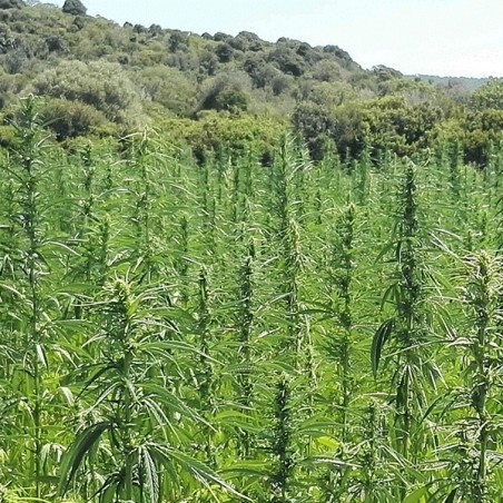 KC Dora plantas de cânhamo