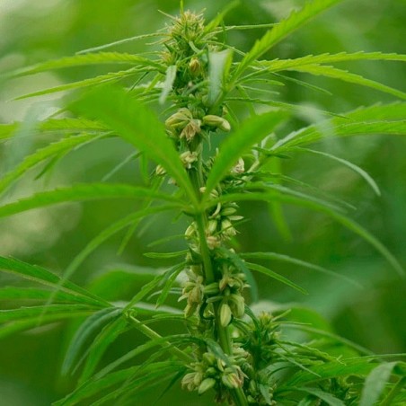 Santhica 70 planta de cânhamo