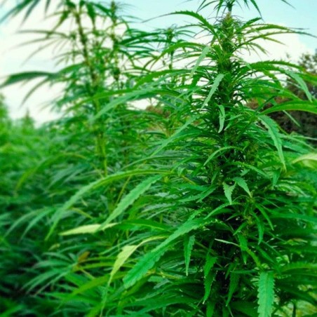 Planta de cânhamo Felina 32