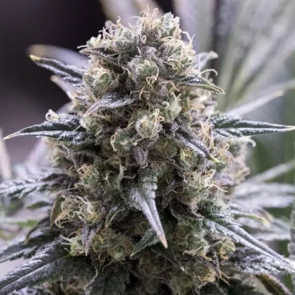 View Planta de maconha dinamed CBD rápida