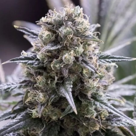 Planta de maconha dinamed CBD rápida