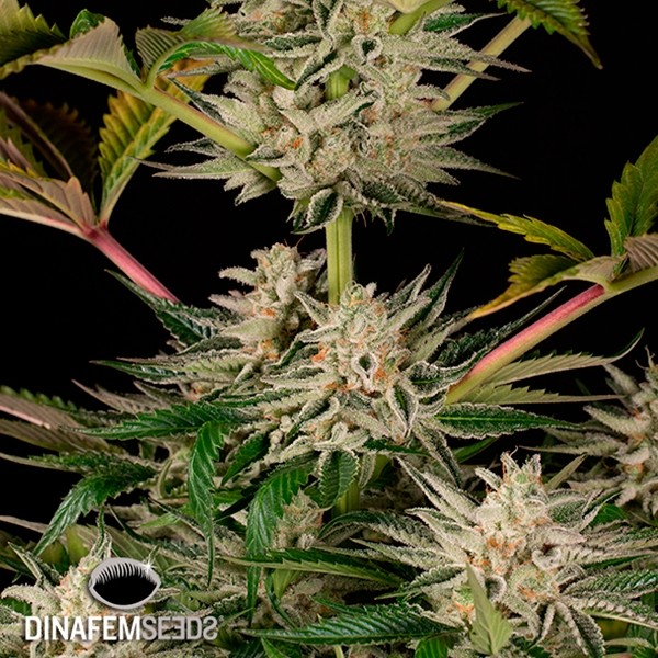 View Ocean Growing Cookies planta de maconha