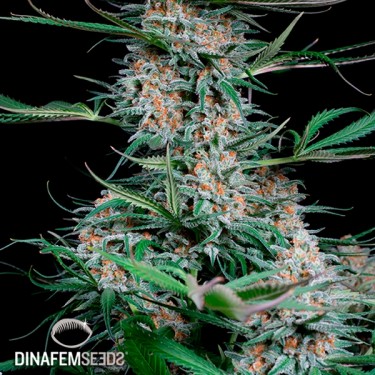 View Rápido Critical + planta de maconha