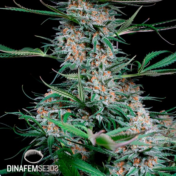 View Rápido Critical + planta de maconha