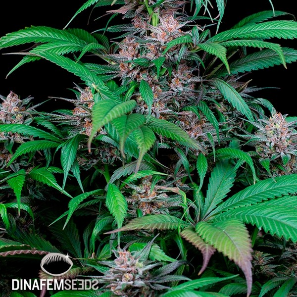 View Planta de maconha rápida Kush