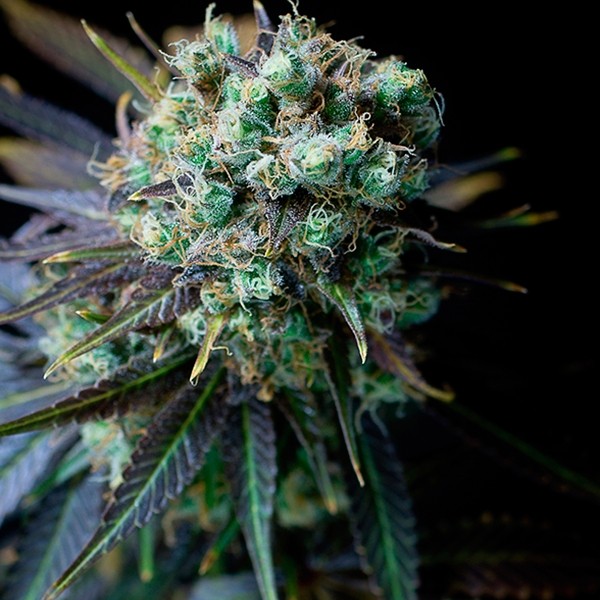 View Planta de maconha Dinamed CBD