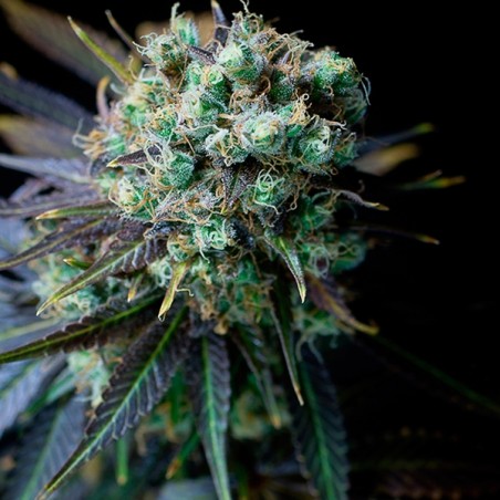 Planta de maconha Dinamed CBD