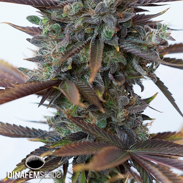 View Planta de maconha Purple Orange CBD