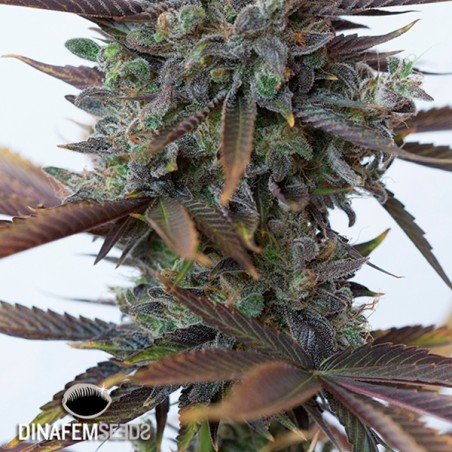 Planta de maconha Purple Orange CBD