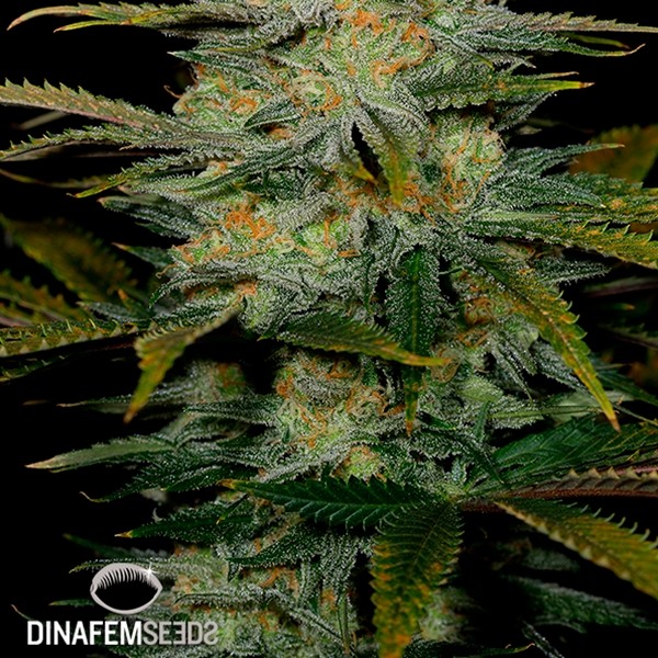 View Amnesia CBD planta de maconha