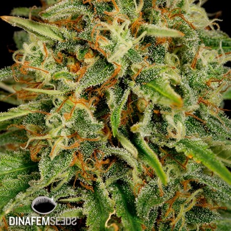 Morango Amnesia planta maconha