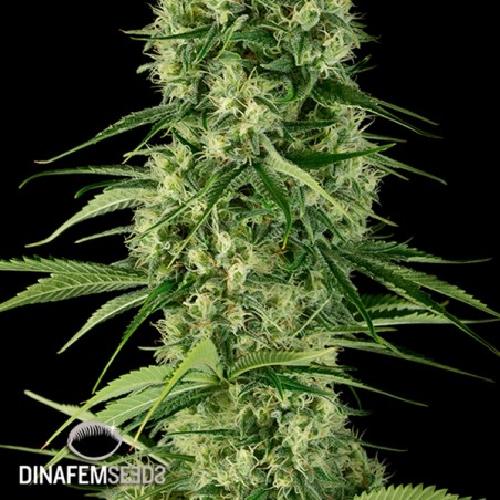 Santa Sativa planta de maconha