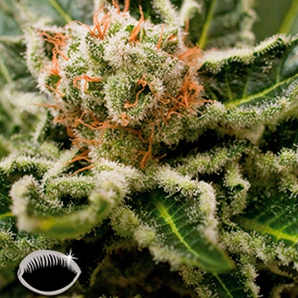 View Shark Atacar planta de maconha