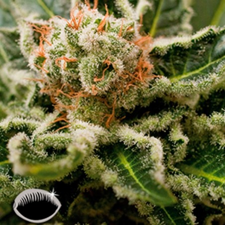 Shark Atacar planta de maconha