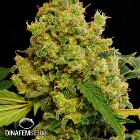 Planta de maconha azul Hash