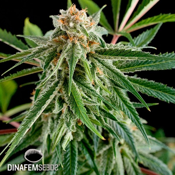 View Planta de maconha Royale Haze