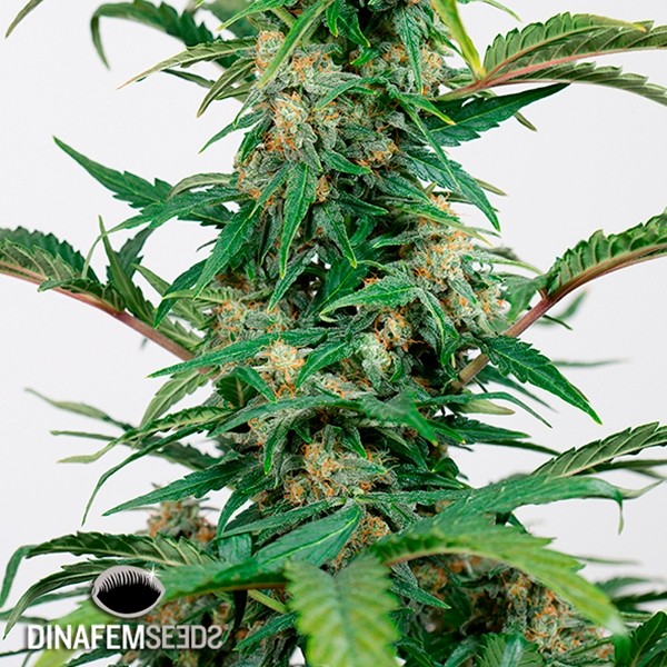View Planta de maconha dinamizada autoflorescente CBD