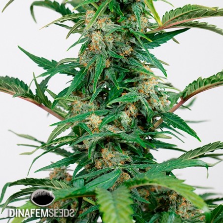Planta de maconha dinamizada autoflorescente CBD
