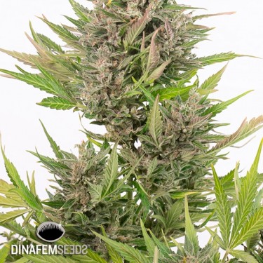 Critical + Autoflowering CBD planta de maconha