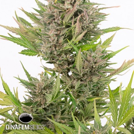 Critical + Autoflowering CBD planta de maconha