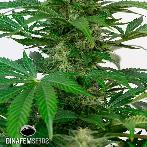 View Haze Autoflowering CBD planta de maconha