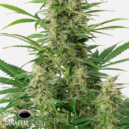 Sour Diesel Autoflowering planta de maconha