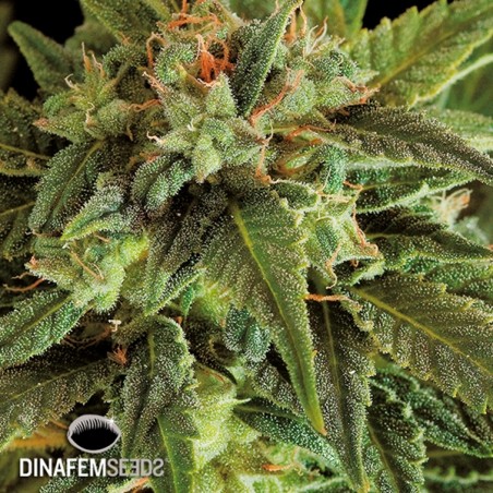 Planta de maconha autoflorescente de frutas