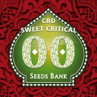 Planta de maconha de CBD crítica doce