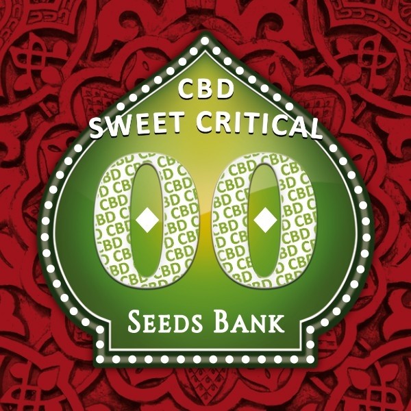 Planta de canábis Sweet Critical CBD