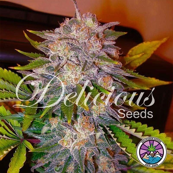 View Planta de maconha doce