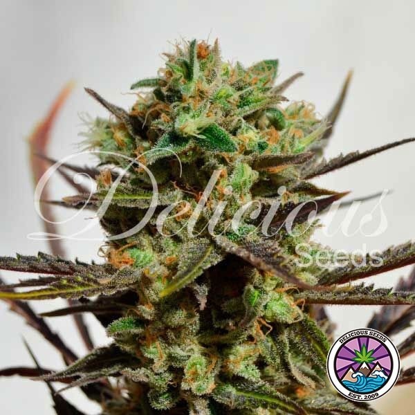 View Delicious planta de maconha doce