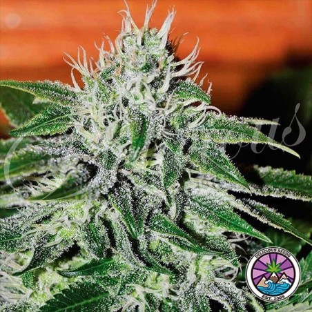 Jack crítico Planta de maconha Herer