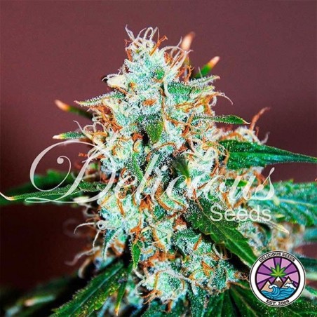Planta de Haze de Neville crítica