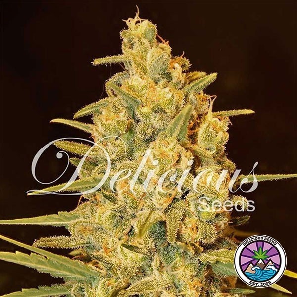 View Sensação crítica Planta de maconha estrela