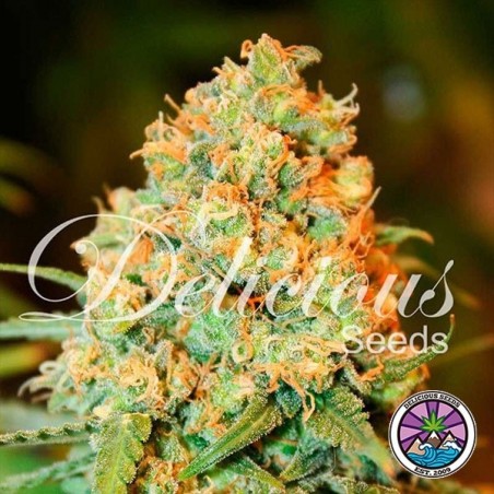 Planta de maconha Critical Super Silver Haze
