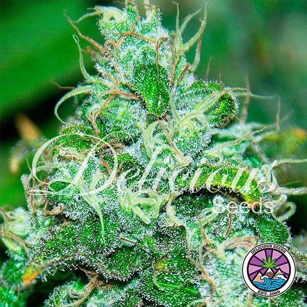 View Crônica Frutosa Planta de maconha de suco