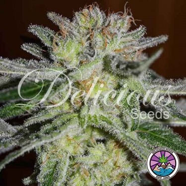 Northern Light Planta de maconha azul