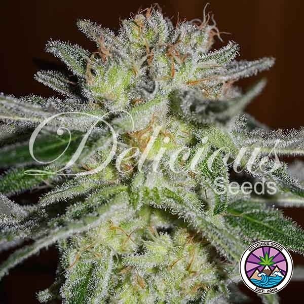 View Northern Light Planta de maconha azul