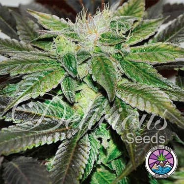 Açúcar planta de maconha doce