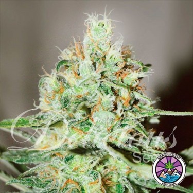 Planta de maconha Jägg Kush
