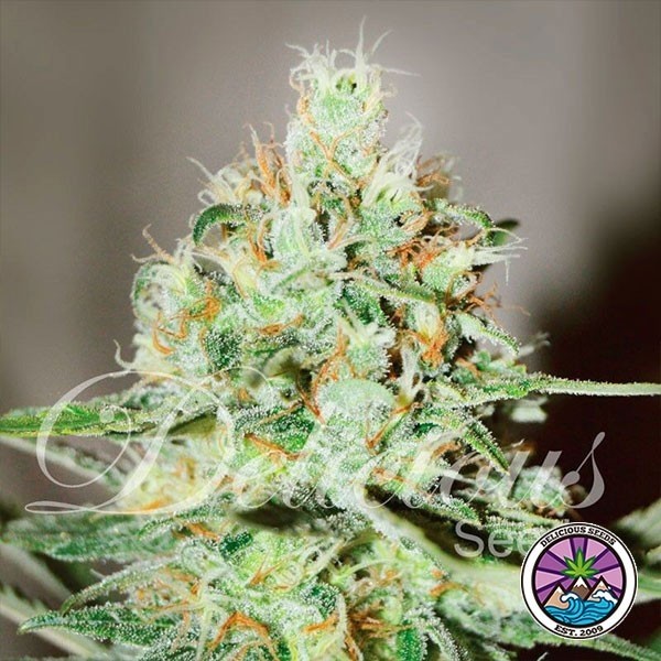 View Planta de maconha Jägg Kush