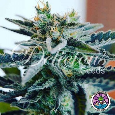 Açúcar Preto Rose Versão precoce planta de maconha