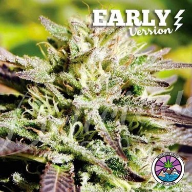 Candy Early Versão planta de maconha