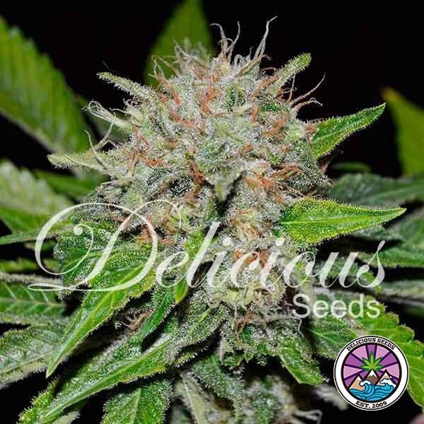 View Planta de maconha Mandarine profunda